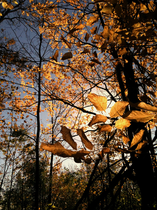 Illustration for article titled Shooting Challenge Fall Leaves Gallery 1
